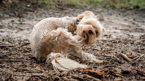 Linjanje kod pasa: nega dlake i kada potražiti veterinara