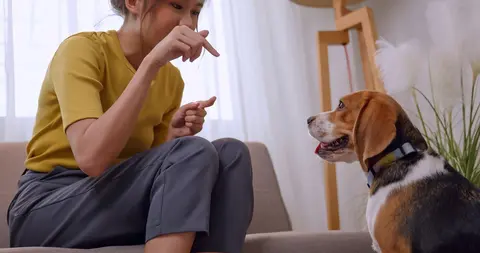 Kijanje kod pasa: mogući uzroci i kada otići veterinaru