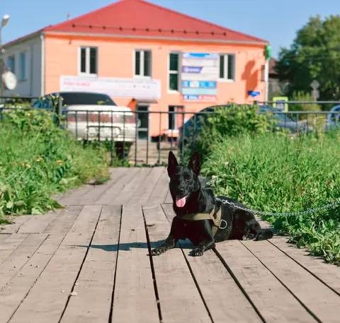 Od neobjašnjivih otoka do oduzimanja psa: priča vlasnika i pitanja koja ostaju otvorena