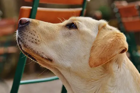 Zelena stolica kod pasa: mogući uzroci i kada je potreban veterinar