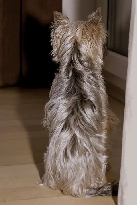 Kada psu možete pomoći kod kuće, a kada je vreme za veterinara