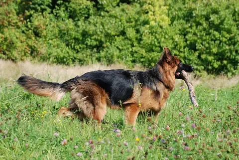 Alabaj ili kangal: razlike, potrebe i izbor psa