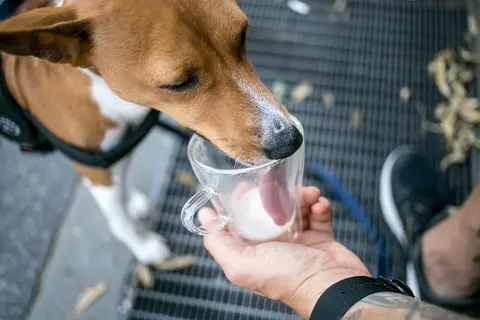 Zašto pas pije mnogo vode i kada treba otići veterinaru