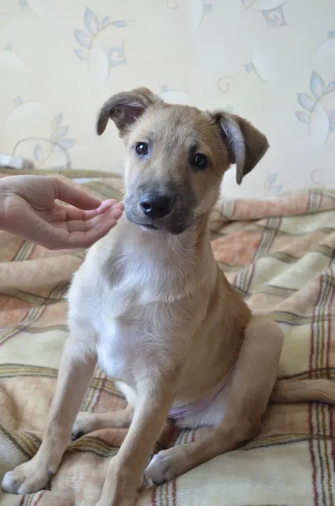 Veliko štene slabo jede: kako izabrati hranu i kada potražiti veterinara