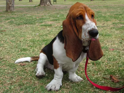 Baset (Basset Hound): karakter, nega, zdravlje i izbor šteneta