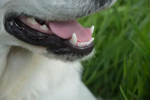 Jedan veterinar kaže da je kamenac samo estetski, drugi sumnja na bolest desni: šta sada?