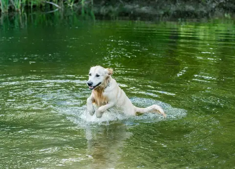 Nefritis kod pasa: simptomi, dijagnostika i lečenje