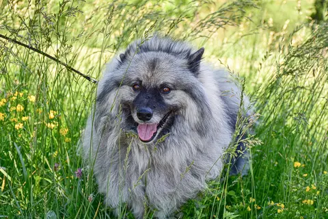 Keeshond (volfšpic): karakter, nega, ishrana i zdravlje