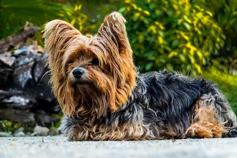 Koji je stvarno najbolji pas? Zavisi više od vašeg života nego od rase