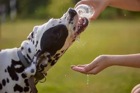 Stafilokokne infekcije kod pasa: simptomi, dijagnoza i lečenje