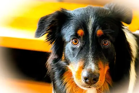 Adisonova bolest kod pasa: simptomi, dijagnoza i lečenje