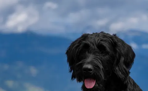 Veliki šnaucer: karakter, nega, obuka i zdravlje
