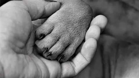 Zašto veterinarska nega deluje preskupo i kako planirati troškove