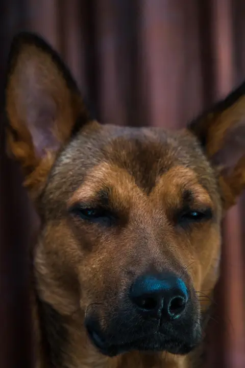 Kome verovati kad ocene hrane za pse i saveti veterinara govore suprotno?
