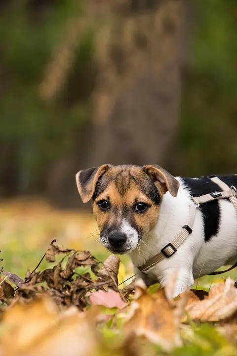 Štene od 4 meseca i dalje piški u kući: šta je očekivano, a kada kod veterinara
