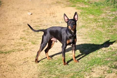 Crni pitbul: izgled, temperament, zdravlje i nega