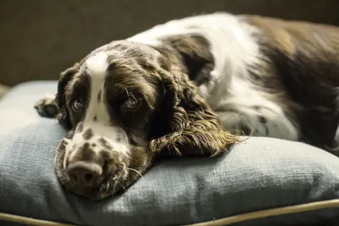 Da li je račun kod veterinara previsok? Kako da uporedite troškove i bezbedno uštedite