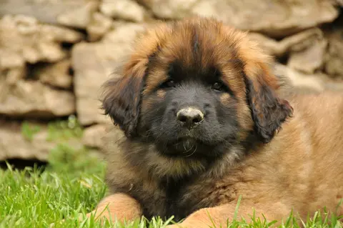 Leonberger: karakter, nega, zdravlje i izbor šteneta