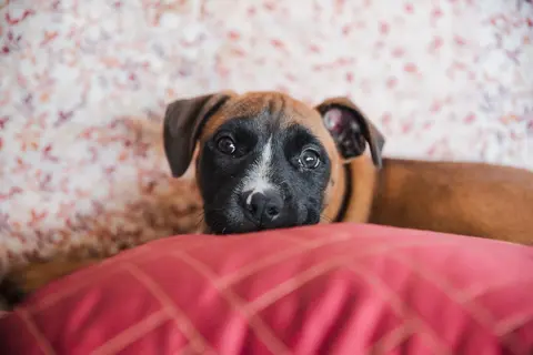 Štene boksera od 11 nedelja piški po kući: šta je očekivano, a kada veterinaru