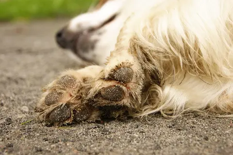 Kada kožni problem kod psa zahteva brz veterinarski pregled