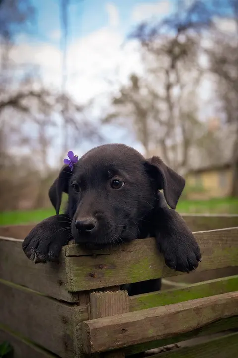 Štene labradora od 10 nedelja stalno grize: zašto i kako da reagujete