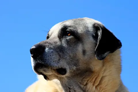 Kada razmotriti eutanaziju starog psa: kvalitet života i razgovor sa veterinarom