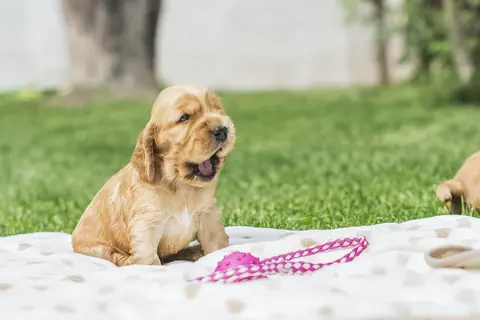 Štene povraća, a deluje dobro: mogući uzroci i kada je potreban veterinar