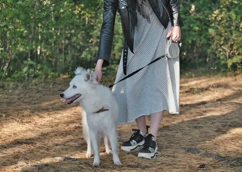 Važnost redovnih šetnji sa psom