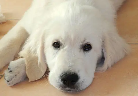Štene stalno ima mekanu stolicu: kada proveriti hranu, a kada zvati veterinara