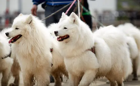 Samojed: poreklo imena, osobine i zanimljivosti