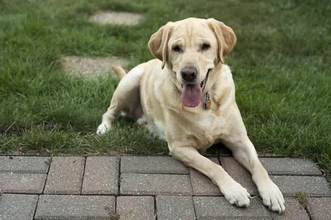 Labrador retriver: karakter, nega, ishrana i zdravlje