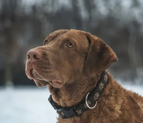 Chesapeake Bay retriver: karakter, nega i potrebe izdržljivog radnog psa