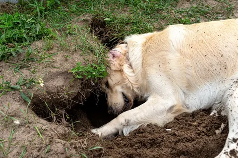 Zašto pas jede zemlju i kada treba potražiti veterinara
