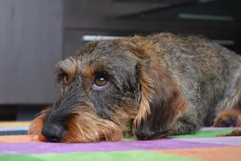 Perut kod pasa: uzroci, nega i kada otići veterinaru