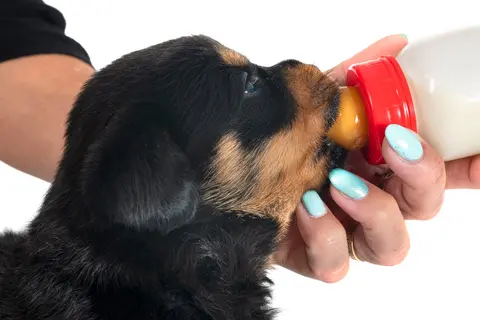 Neprijatan miris kod pasa: mogući uzroci i kada otići veterinaru