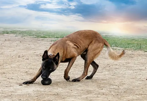 Rep kod pasa: čemu služi i kada je potrebna pomoć veterinara