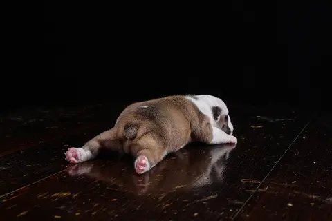 Hrana za štene džinovske rase: puppy ili adult?