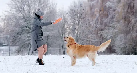 Normalna telesna temperatura psa: merenje i kada se obratiti veterinaru