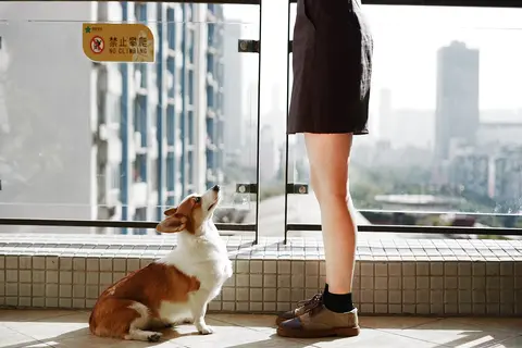 Kako izmeriti temperaturu psu: postupak i kada pozvati veterinara