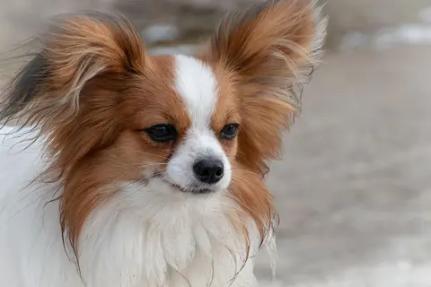 Papillon: karakter, nega, zdravlje i izbor šteneta
