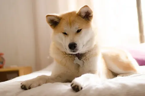 Akita inu i šiba inu: razlike, nega i izbor psa