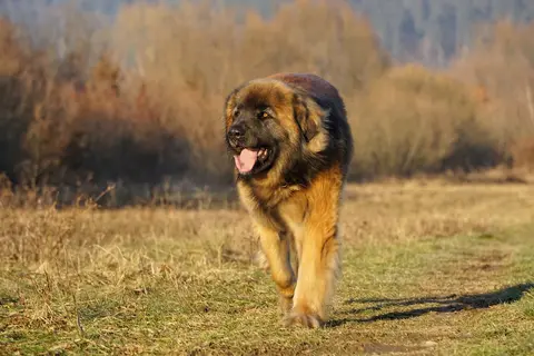 Teranje kod pasa: zašto izostaje i kada je potreban veterinar