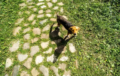 Ugriz otrovne zmije kod psa na Balkanu: simptomi i prva pomoć