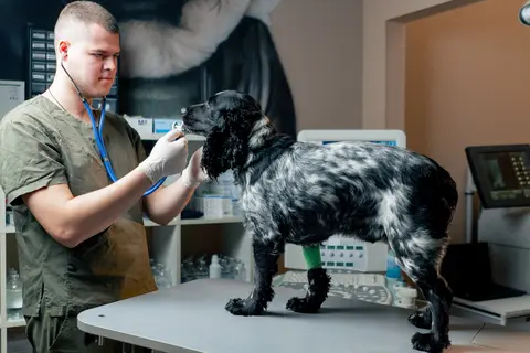 Zašto pas gubi dlaku: linjanje, mogući uzroci i kada kod veterinara
