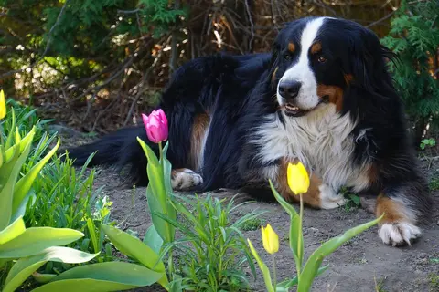 Ishrana bernskog planinskog psa: izbor hrane za štence i odrasle