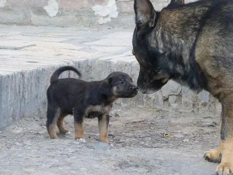 Da li se igraju ili je vreme za razdvajanje? Kako da procenite prve susrete dva psa