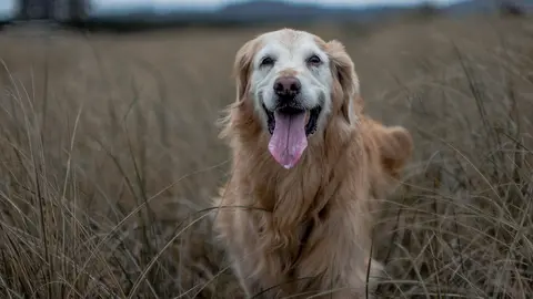 Koliko često stariji pas treba kod veterinara?