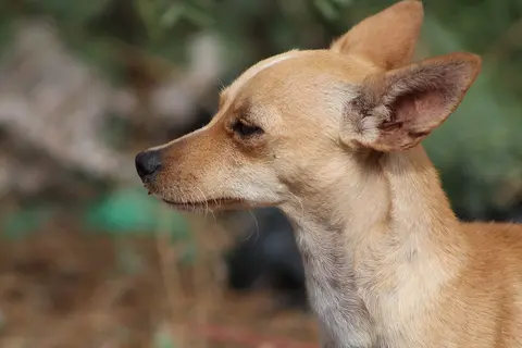 Vruće uši kod psa: kada su normalne, a kada treba veterinar