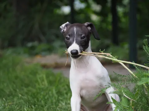 Hrana za štene italijanskog hrta sa osetljivim stomakom: kako izabrati i kada kod veterinara
