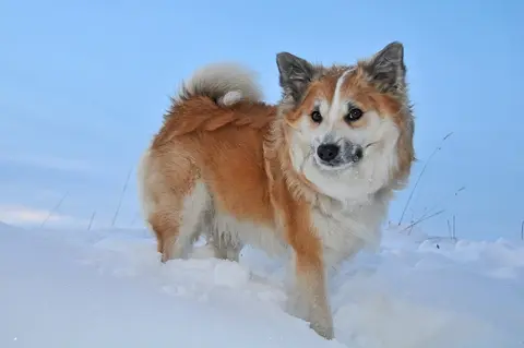 Norveški lundehund: karakter, nega i posebne potrebe